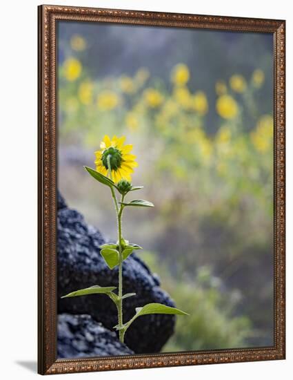 Usa, Idaho, Lowman. Wild sunflowers (Helianthus annuus).-Merrill Images-Framed Photographic Print