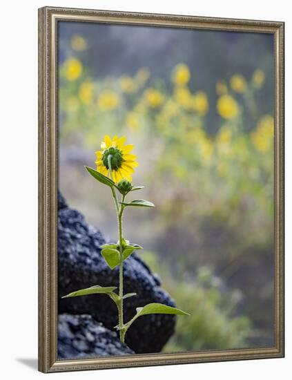 Usa, Idaho, Lowman. Wild sunflowers (Helianthus annuus).-Merrill Images-Framed Photographic Print