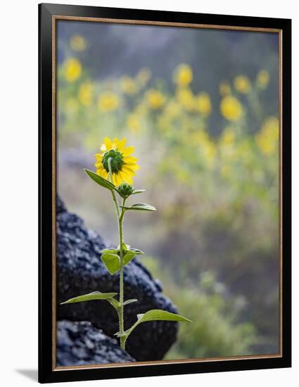 Usa, Idaho, Lowman. Wild sunflowers (Helianthus annuus).-Merrill Images-Framed Photographic Print