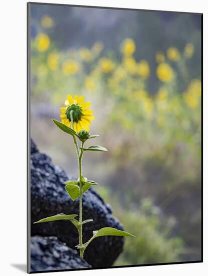 Usa, Idaho, Lowman. Wild sunflowers (Helianthus annuus).-Merrill Images-Mounted Photographic Print