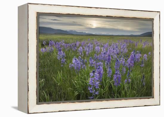 USA, Idaho. Meadows of common camas, Stanley Basin Sawtooth Mountains.-Alan Majchrowicz-Framed Premier Image Canvas