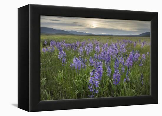 USA, Idaho. Meadows of common camas, Stanley Basin Sawtooth Mountains.-Alan Majchrowicz-Framed Premier Image Canvas