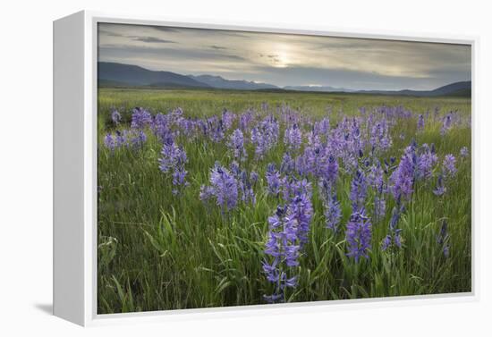 USA, Idaho. Meadows of common camas, Stanley Basin Sawtooth Mountains.-Alan Majchrowicz-Framed Premier Image Canvas