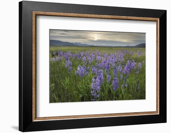 USA, Idaho. Meadows of common camas, Stanley Basin Sawtooth Mountains.-Alan Majchrowicz-Framed Photographic Print