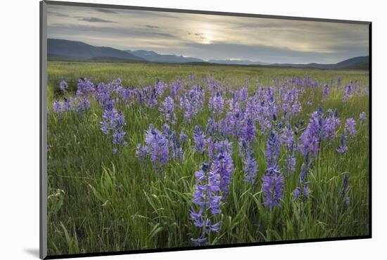 USA, Idaho. Meadows of common camas, Stanley Basin Sawtooth Mountains.-Alan Majchrowicz-Mounted Photographic Print