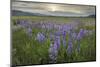 USA, Idaho. Meadows of common camas, Stanley Basin Sawtooth Mountains.-Alan Majchrowicz-Mounted Photographic Print