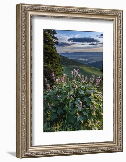 USA, Idaho. Mountain Globemallow and view of Teton Valley-Howie Garber-Framed Photographic Print