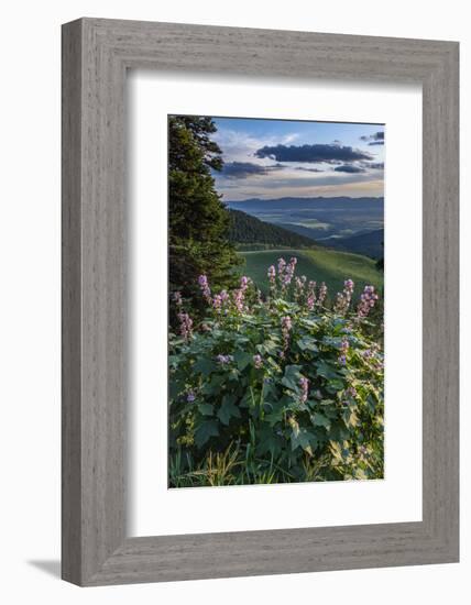 USA, Idaho. Mountain Globemallow and view of Teton Valley-Howie Garber-Framed Photographic Print