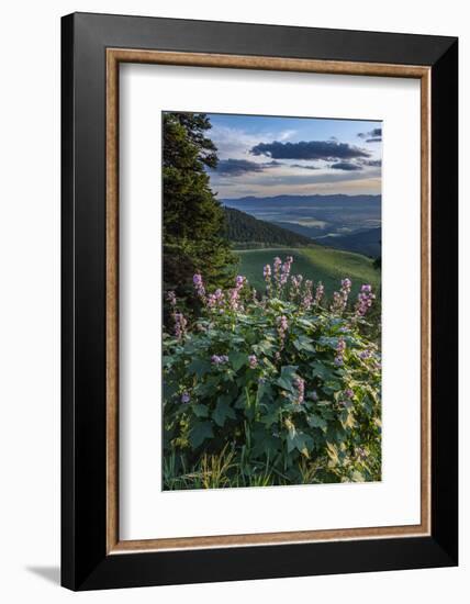 USA, Idaho. Mountain Globemallow and view of Teton Valley-Howie Garber-Framed Photographic Print