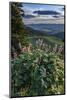 USA, Idaho. Mountain Globemallow and view of Teton Valley-Howie Garber-Mounted Photographic Print