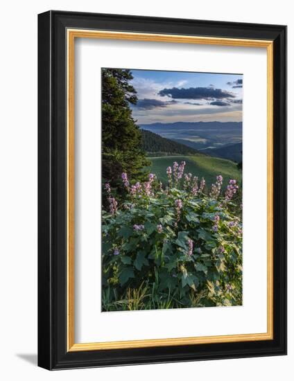 USA, Idaho. Mountain Globemallow and view of Teton Valley-Howie Garber-Framed Photographic Print