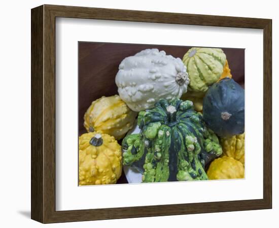 USA, Indiana, Indianapolis. Close-up of gourds.-Jaynes Gallery-Framed Photographic Print