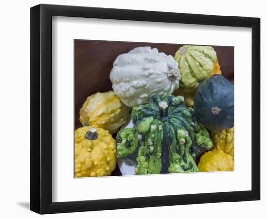 USA, Indiana, Indianapolis. Close-up of gourds.-Jaynes Gallery-Framed Photographic Print