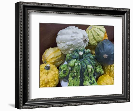 USA, Indiana, Indianapolis. Close-up of gourds.-Jaynes Gallery-Framed Photographic Print