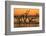 USA, Jekyll Island, Georgia. Driftwood Beach at sunrise.-Joanne Wells-Framed Photographic Print