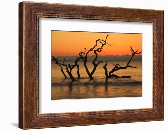 USA, Jekyll Island, Georgia. Driftwood Beach at sunrise.-Joanne Wells-Framed Photographic Print