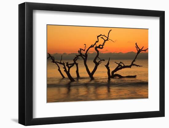 USA, Jekyll Island, Georgia. Driftwood Beach at sunrise.-Joanne Wells-Framed Photographic Print