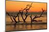 USA, Jekyll Island, Georgia. Driftwood Beach at sunrise.-Joanne Wells-Mounted Photographic Print