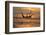 USA, Jekyll Island, Georgia. Driftwood Beach at sunrise.-Joanne Wells-Framed Photographic Print