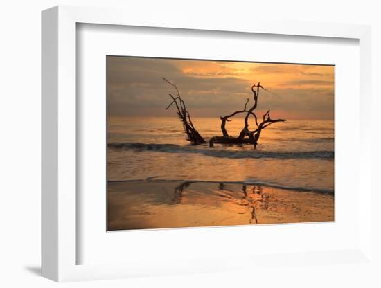 USA, Jekyll Island, Georgia. Driftwood Beach at sunrise.-Joanne Wells-Framed Photographic Print