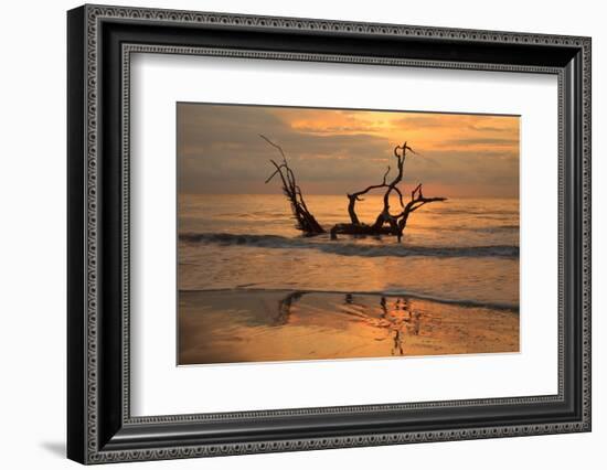 USA, Jekyll Island, Georgia. Driftwood Beach at sunrise.-Joanne Wells-Framed Photographic Print