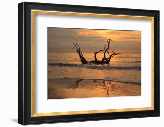 USA, Jekyll Island, Georgia. Driftwood Beach at sunrise.-Joanne Wells-Framed Photographic Print