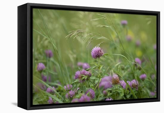 USA, Kansas, Kansas Clover Flower.-Michael Scheufler-Framed Premier Image Canvas