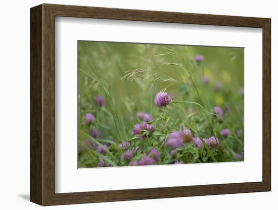 USA, Kansas, Kansas Clover Flower.-Michael Scheufler-Framed Photographic Print