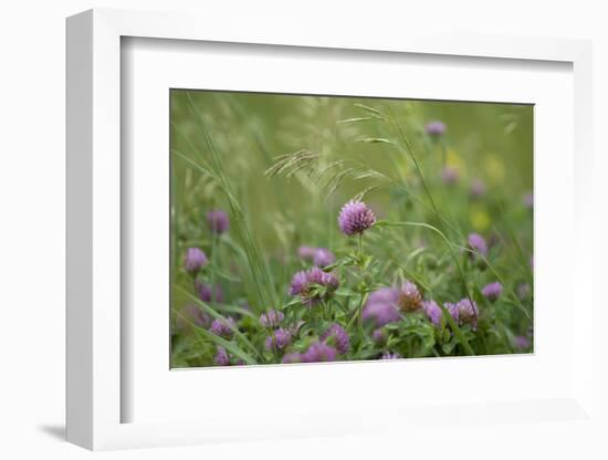 USA, Kansas, Kansas Clover Flower.-Michael Scheufler-Framed Photographic Print