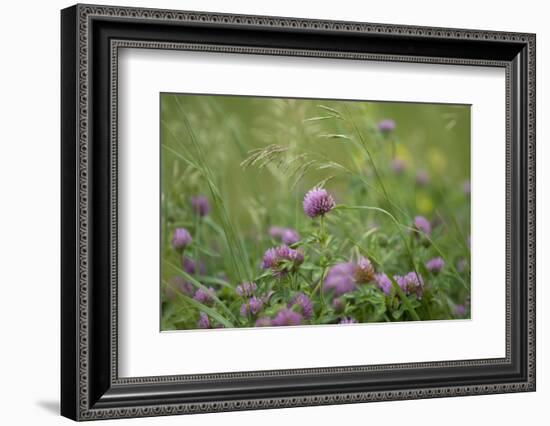 USA, Kansas, Kansas Clover Flower.-Michael Scheufler-Framed Photographic Print