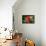 USA, Kansas, Red Hibiscus.-Michael Scheufler-Framed Premier Image Canvas displayed on a wall