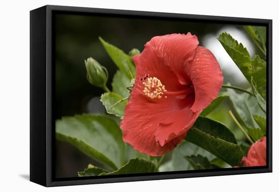 USA, Kansas, Red Hibiscus.-Michael Scheufler-Framed Premier Image Canvas