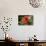USA, Kansas, Red Hibiscus.-Michael Scheufler-Photographic Print displayed on a wall