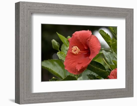 USA, Kansas, Red Hibiscus.-Michael Scheufler-Framed Photographic Print