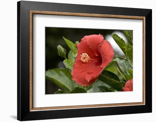 USA, Kansas, Red Hibiscus.-Michael Scheufler-Framed Photographic Print