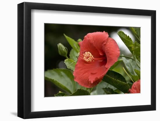 USA, Kansas, Red Hibiscus.-Michael Scheufler-Framed Photographic Print