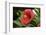 USA, Kansas, Red Hibiscus.-Michael Scheufler-Framed Photographic Print