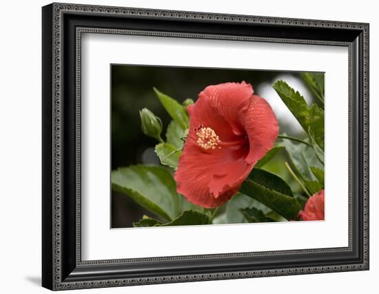 USA, Kansas, Red Hibiscus.-Michael Scheufler-Framed Photographic Print