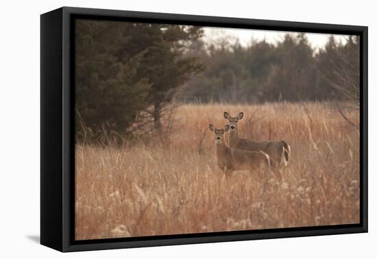 USA, Kansas, White tail Doe and youngster.-Michael Scheufler-Framed Premier Image Canvas