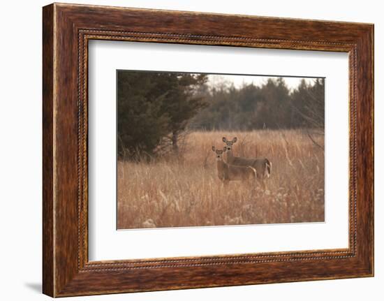 USA, Kansas, White tail Doe and youngster.-Michael Scheufler-Framed Photographic Print