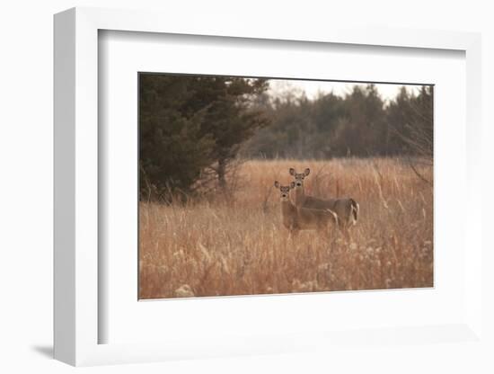 USA, Kansas, White tail Doe and youngster.-Michael Scheufler-Framed Photographic Print