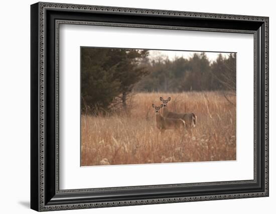 USA, Kansas, White tail Doe and youngster.-Michael Scheufler-Framed Photographic Print