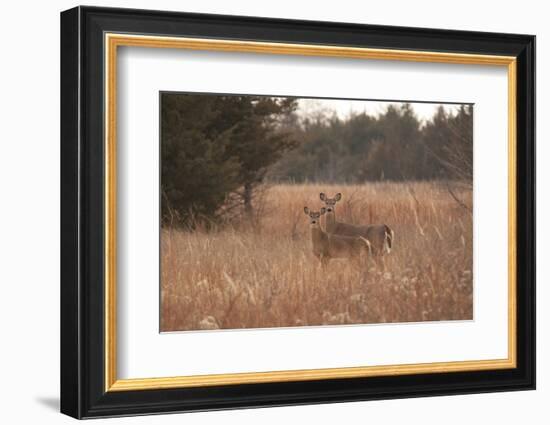 USA, Kansas, White tail Doe and youngster.-Michael Scheufler-Framed Photographic Print