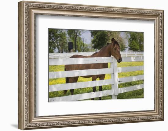 USA, Kentucky, Lexington. Horse at Fence-Jaynes Gallery-Framed Photographic Print