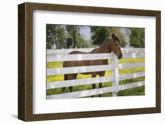 USA, Kentucky, Lexington. Horse at Fence-Jaynes Gallery-Framed Photographic Print