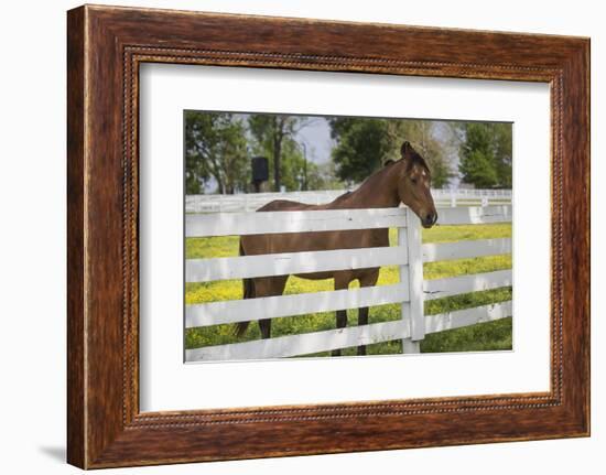 USA, Kentucky, Lexington. Horse at Fence-Jaynes Gallery-Framed Photographic Print