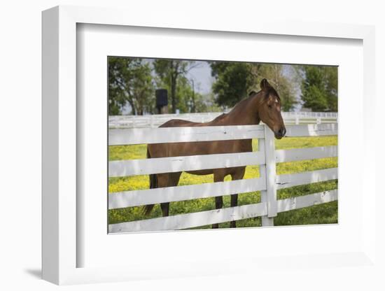 USA, Kentucky, Lexington. Horse at Fence-Jaynes Gallery-Framed Photographic Print