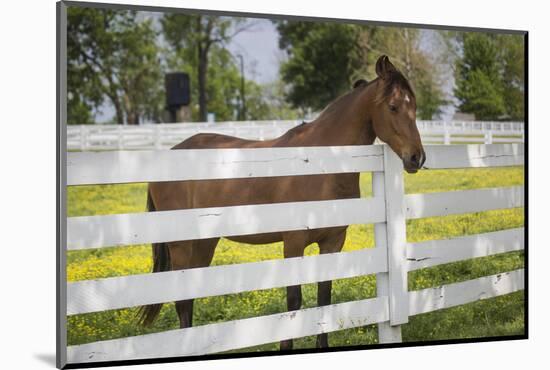 USA, Kentucky, Lexington. Horse at Fence-Jaynes Gallery-Mounted Photographic Print