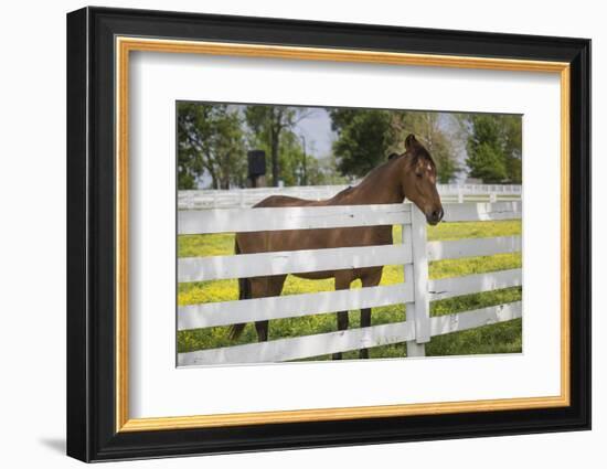 USA, Kentucky, Lexington. Horse at Fence-Jaynes Gallery-Framed Photographic Print