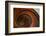 USA, Kentucky, Pleasant Hill, Spiral Staircase at the Shaker Village-Joanne Wells-Framed Photographic Print